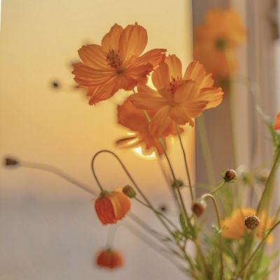 今天买什么特马