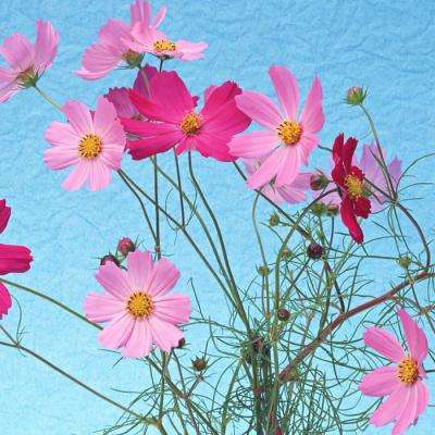 246天天好彩app下载